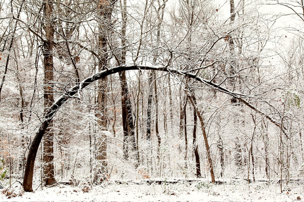 Photos of winter in Overton Park, Memphis