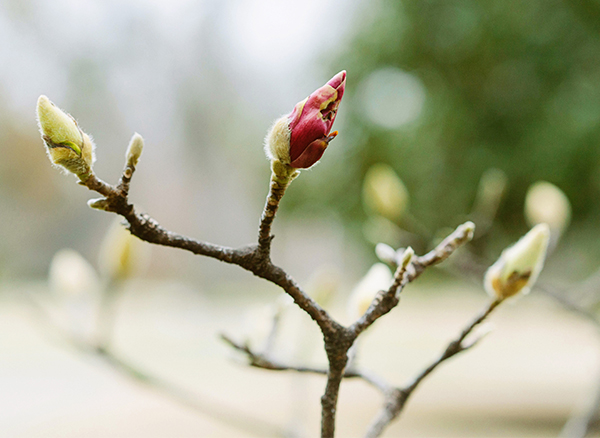 Saucer magnolia tree bloom