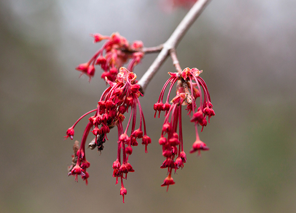 Red maple flowers and seeds
