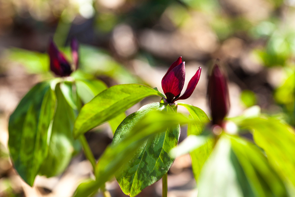 Trillium