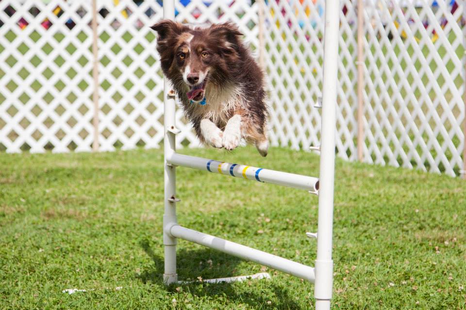 Canine agility course by Hollywood Feed