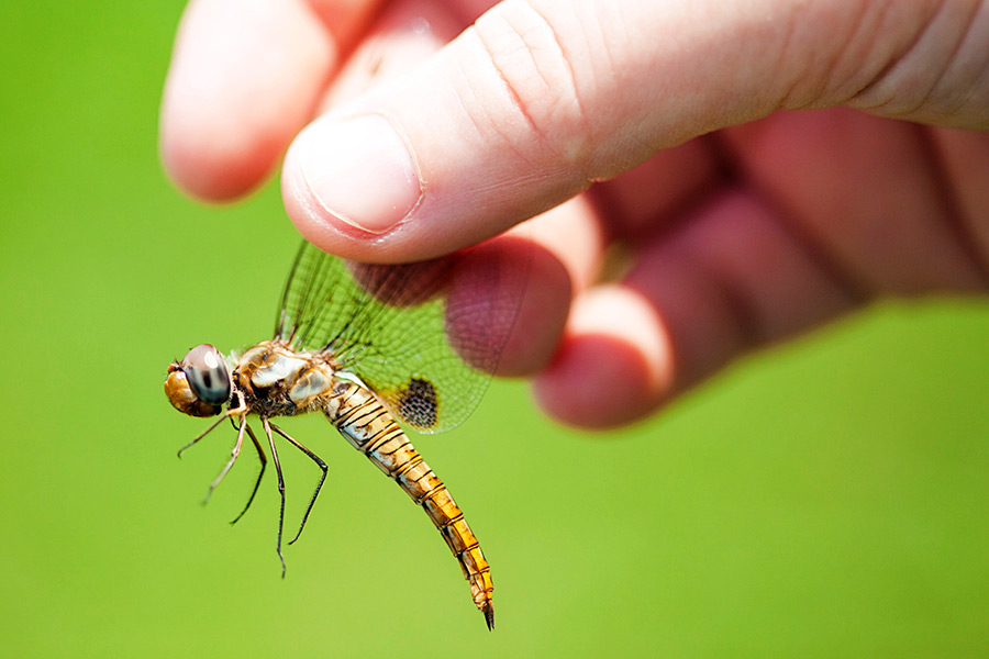 Spot-winged glider dragonfly