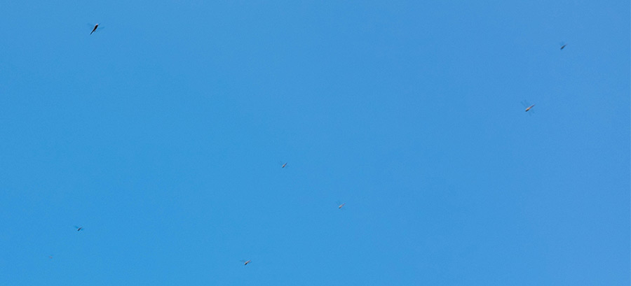 Overton Park dragonfly swarm