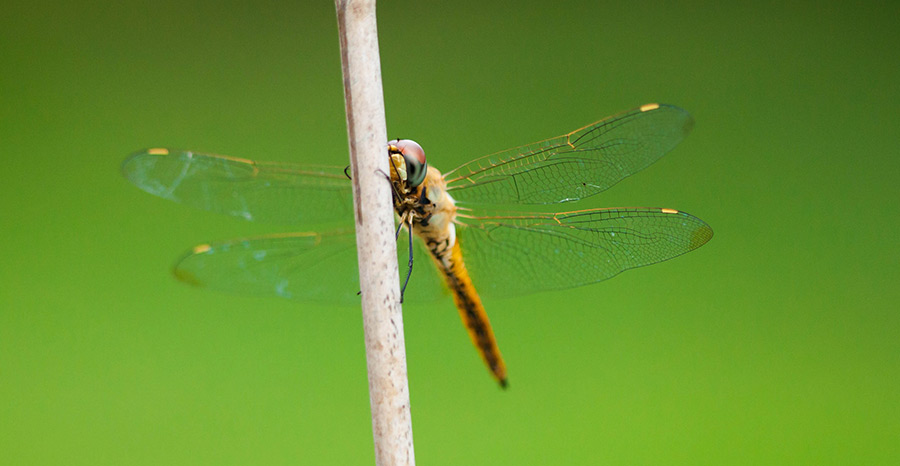 Wandering glider dragonfly