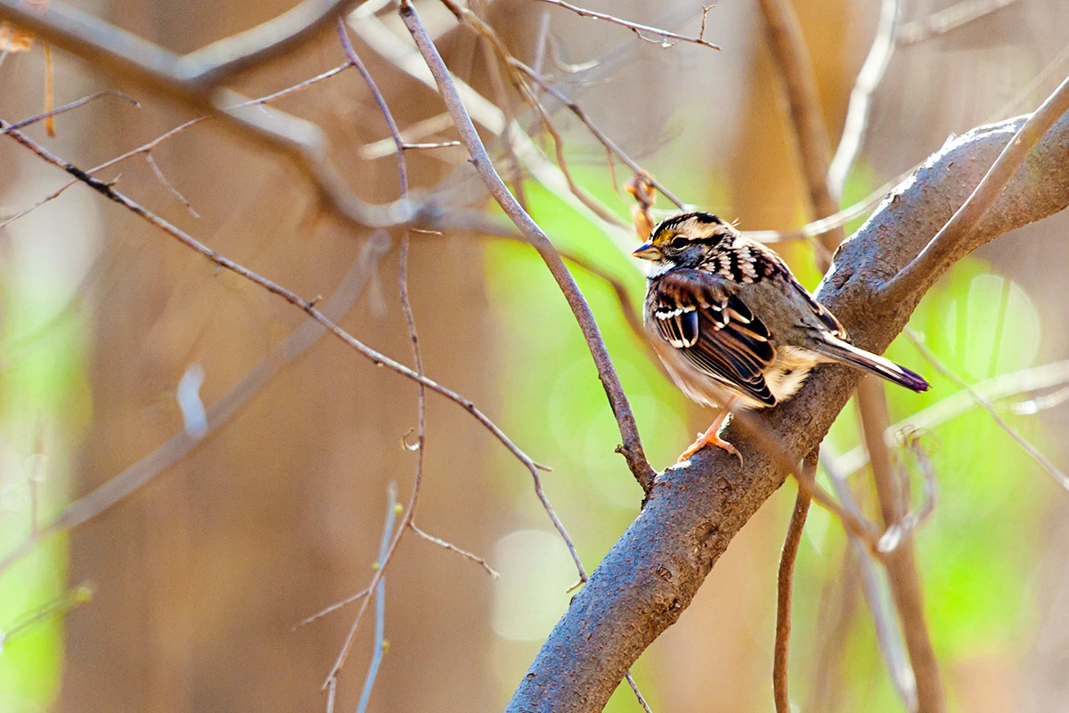 White Throated Sparrow