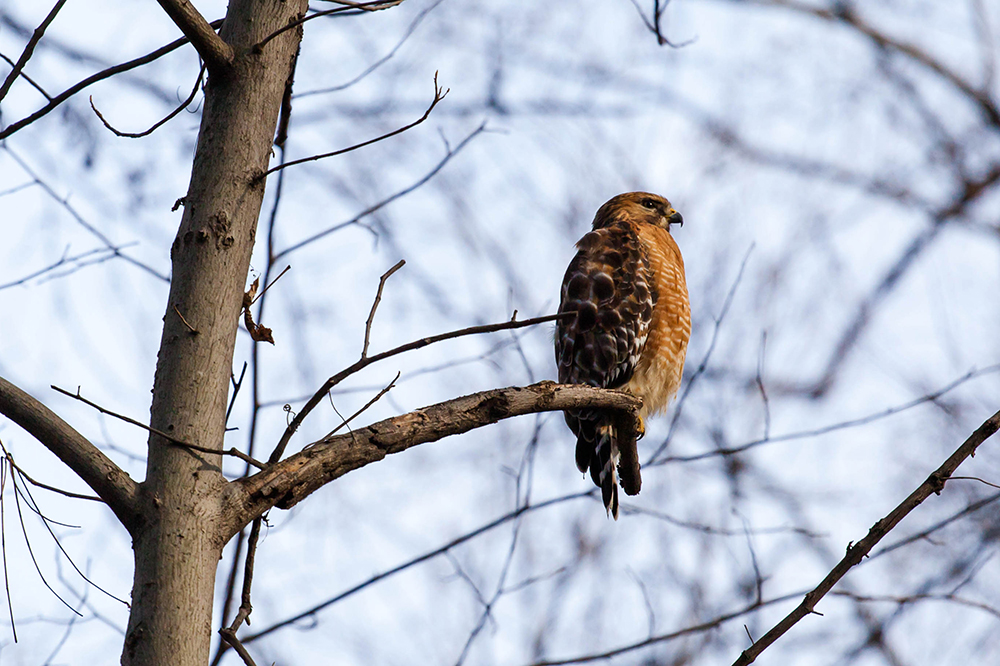 Red Shouldered Hawk
