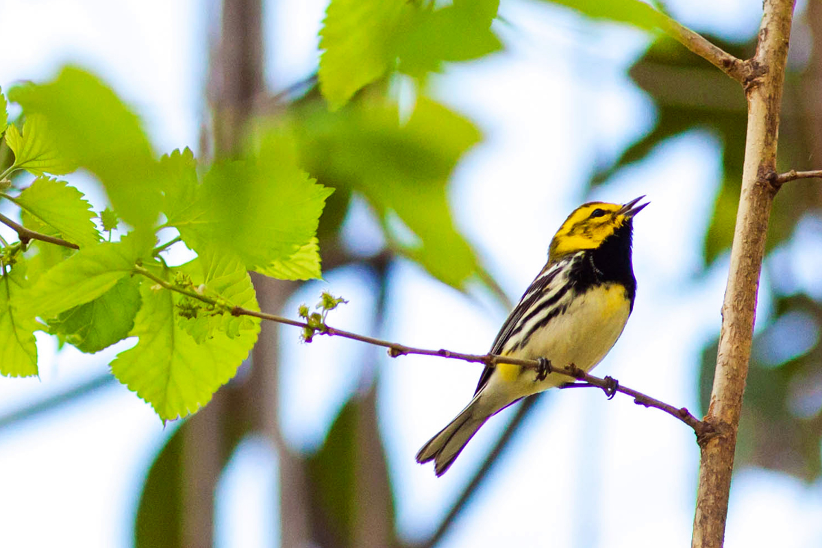 Black Throated Green Warbler