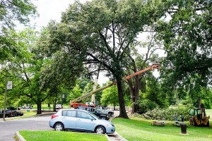 City of Memphis crews remove a hazard tree