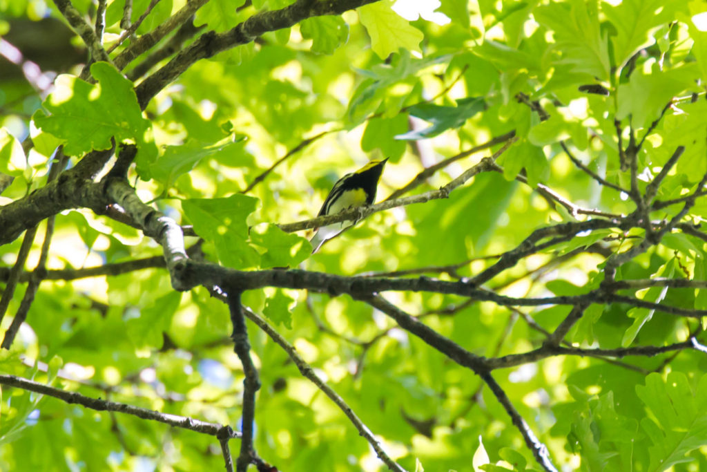 Black-throated green warbler
