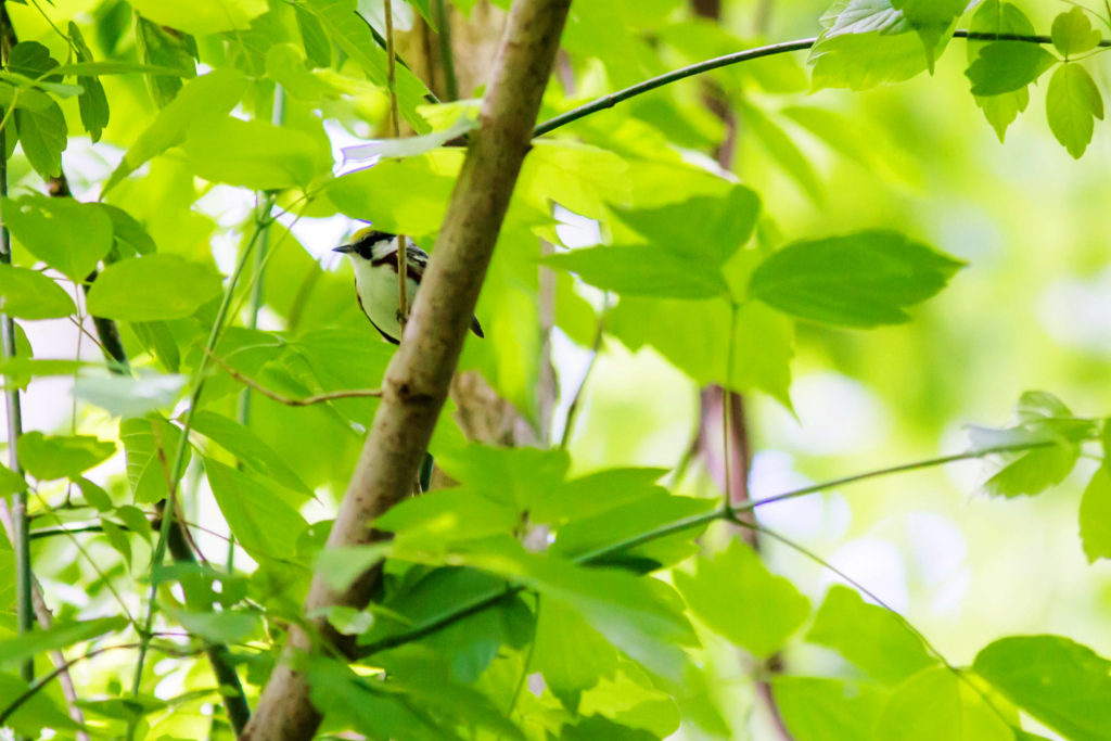 Chestnut-sided warbler