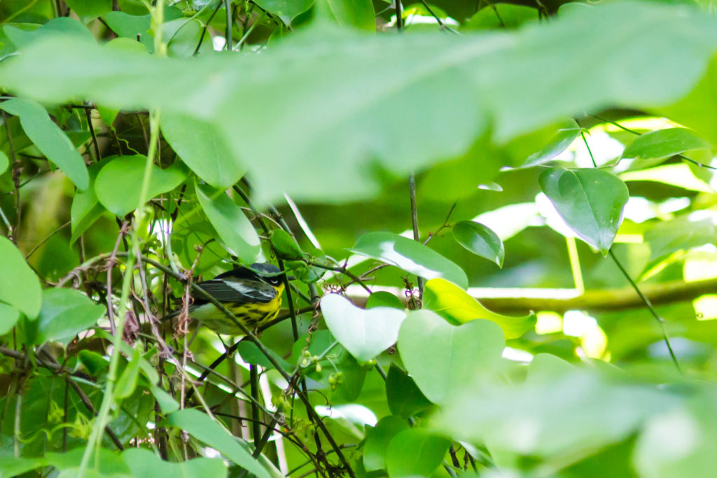 Magnolia warbler