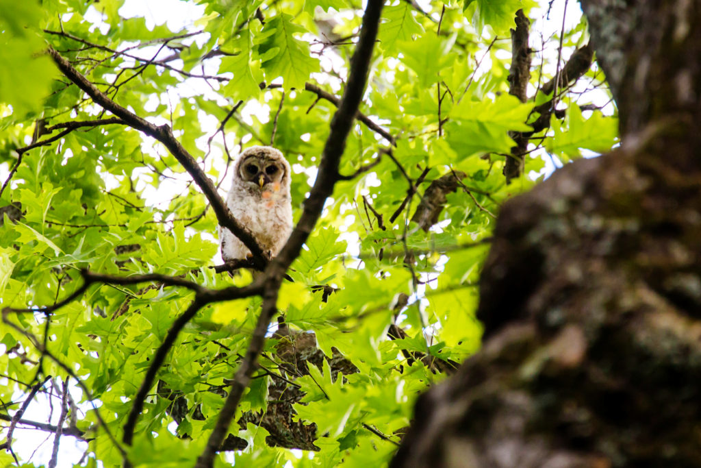 Barred owl fledgling