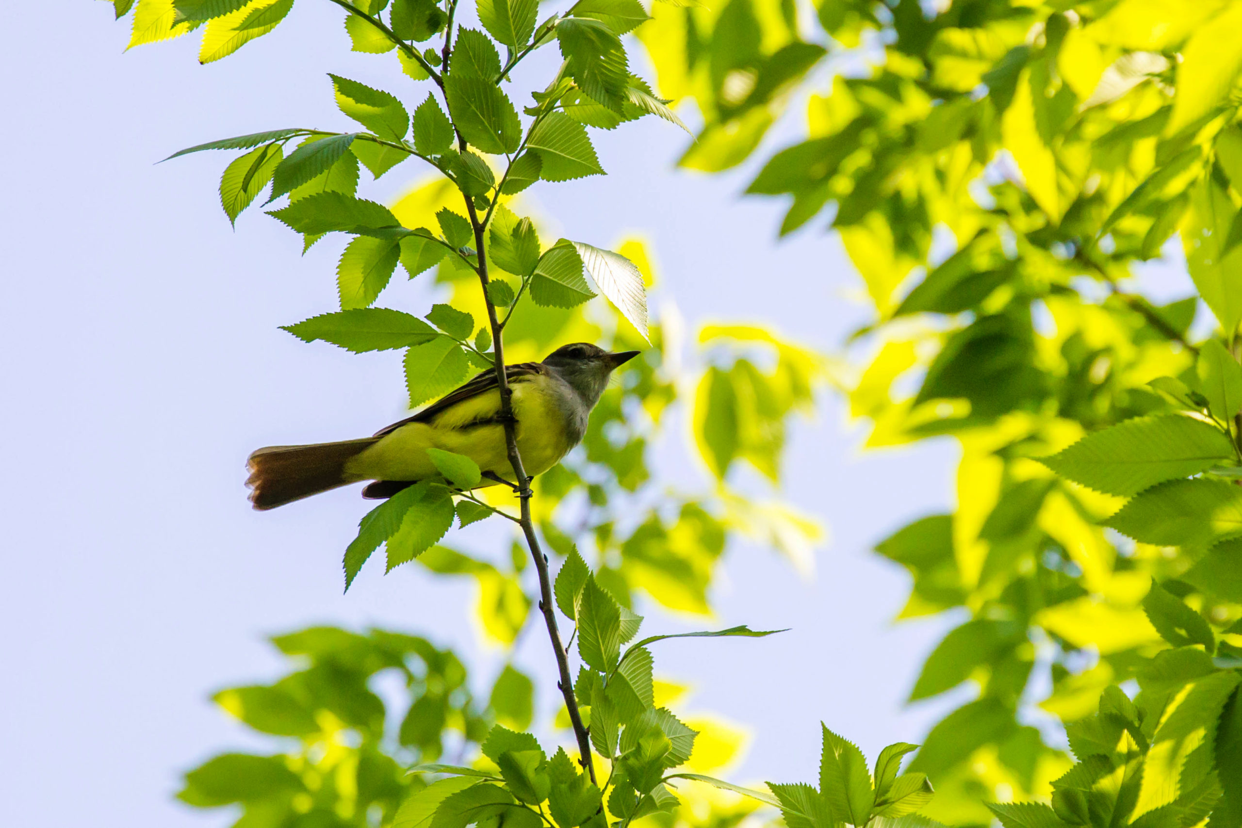 Great Crested Flycatcher O