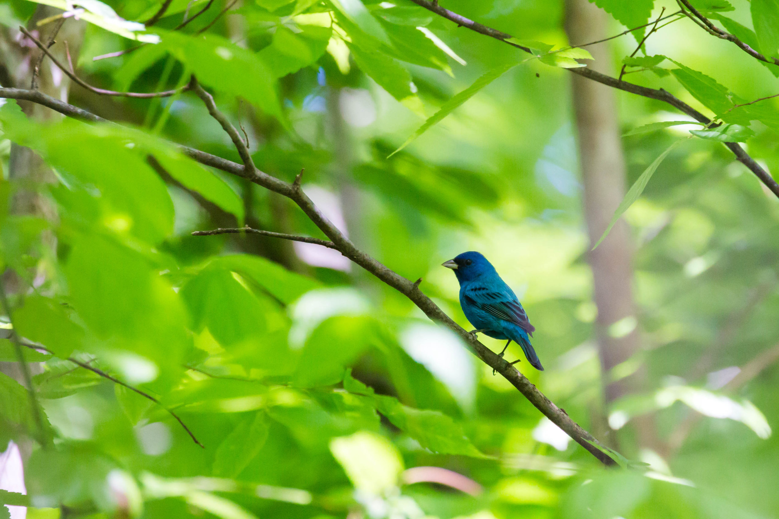 Indigo Bunting O