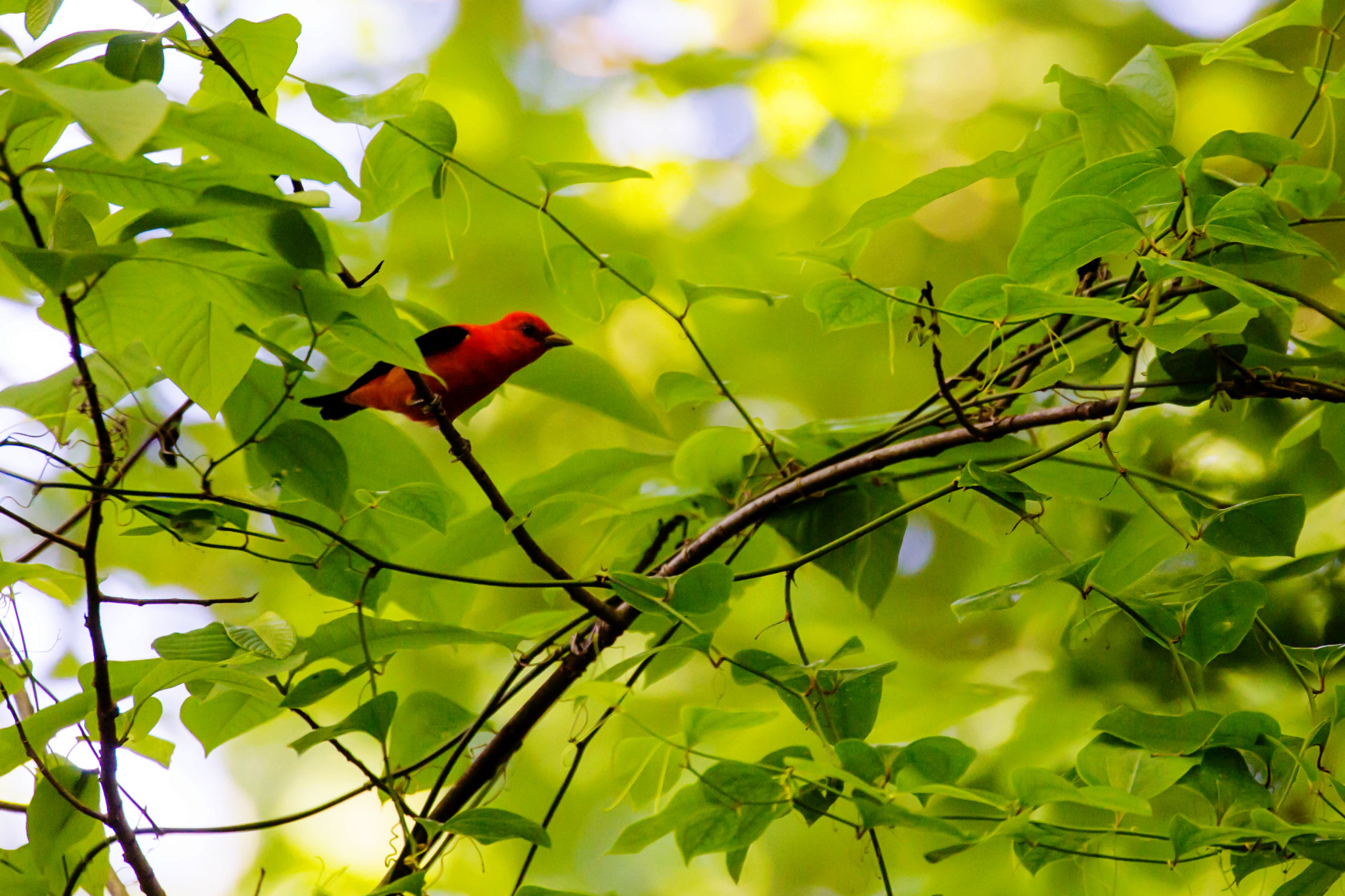 Scarlet Tanager O