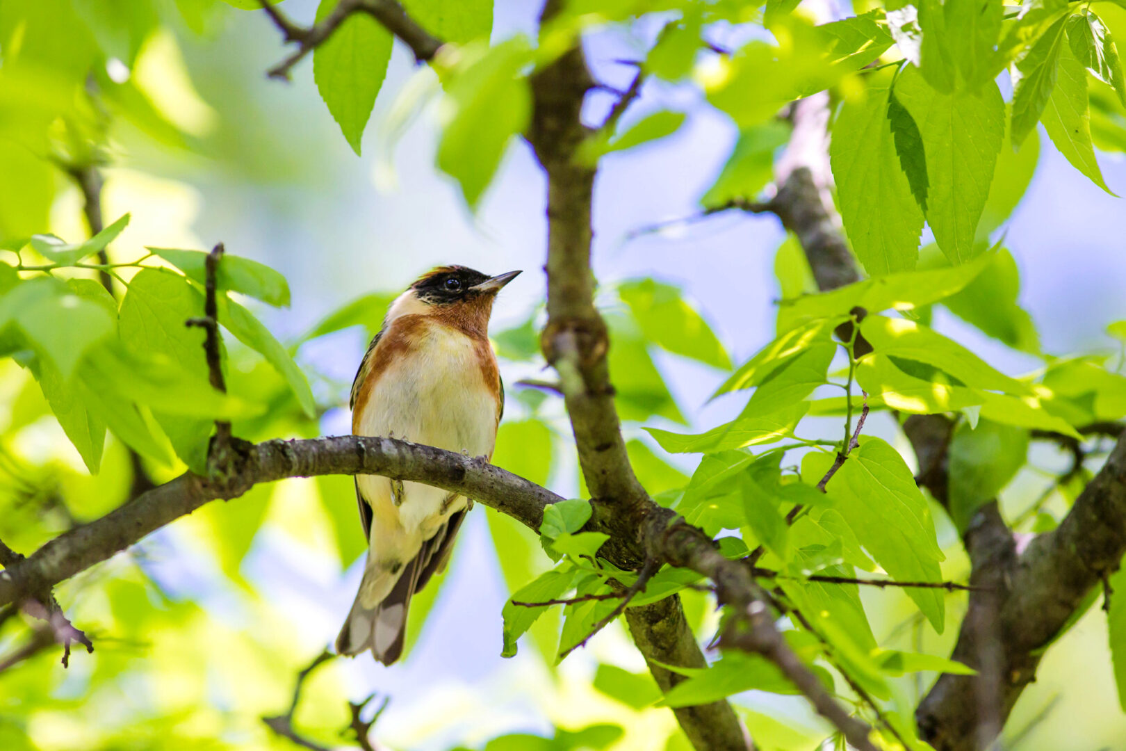 Bird Walk with MTOS at Overton Park Conservancy | 3 Radnor Bbw