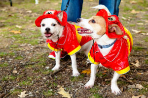 Pups dressed as firefighters