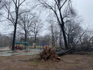 Downed tree near East Parkway Playground
