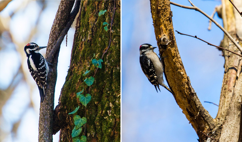 Downy and hairy woodpeckers