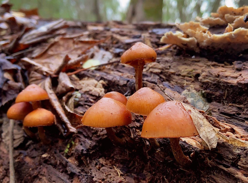 Cap mushroom