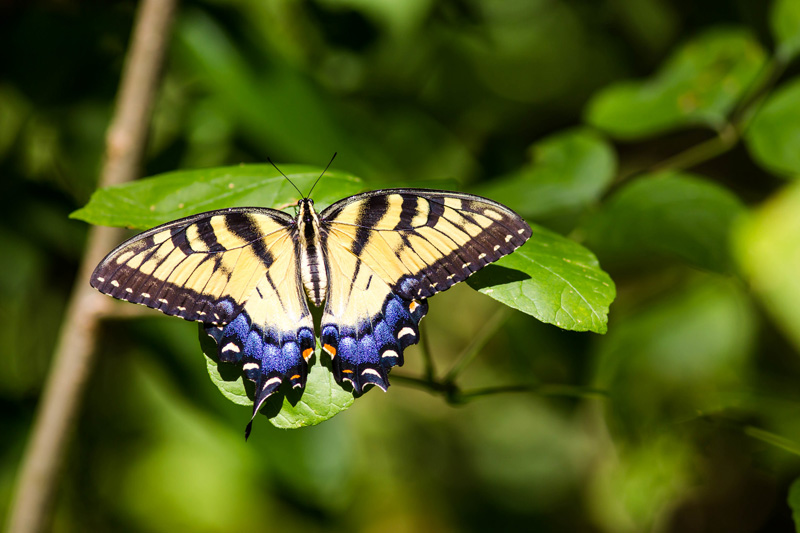 Eastern tiger swallowtails