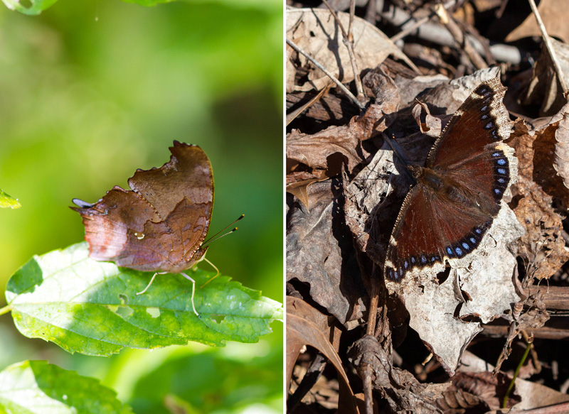 Question mark and mourning cloak