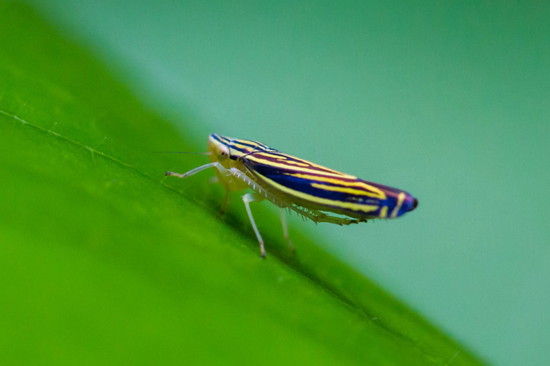 Yellow-striped leafhopper