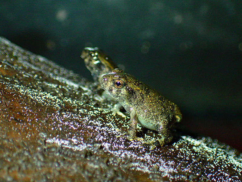 Juvenile Fowler's toads