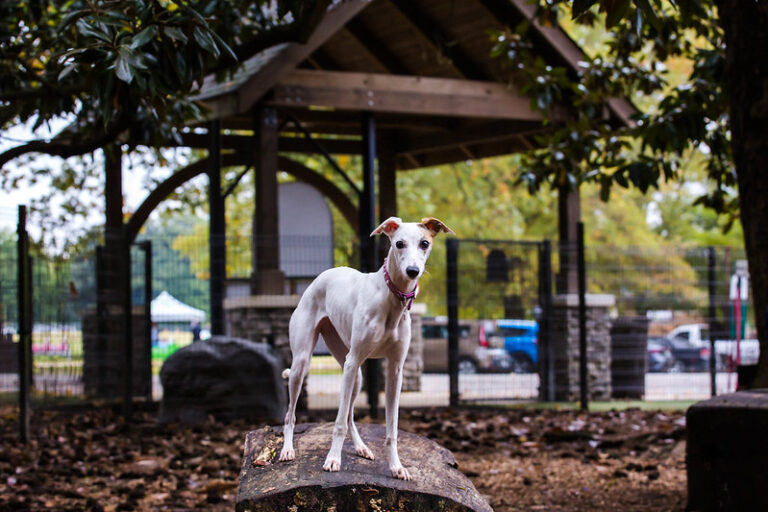 Overton Bark reopens Overton Park