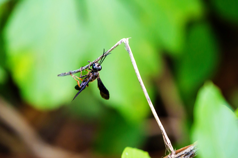 Brown-legged grass-carrying wasp