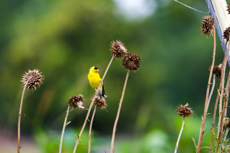 American goldfinch
