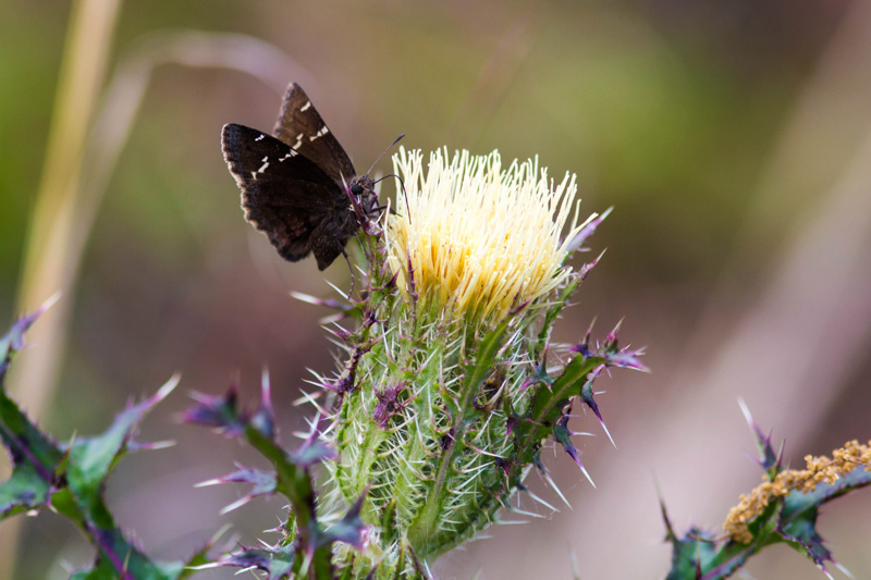 Southern cloudywing on bristle thistle