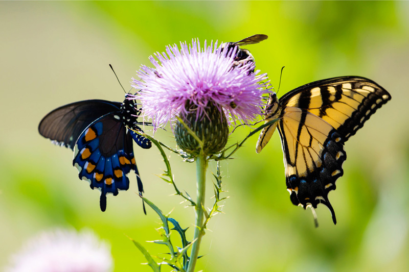 Pipevine and Eastern tiger swallowtail