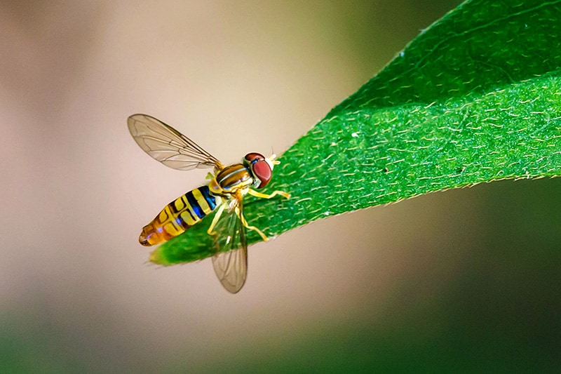 Maize calligrapher fly