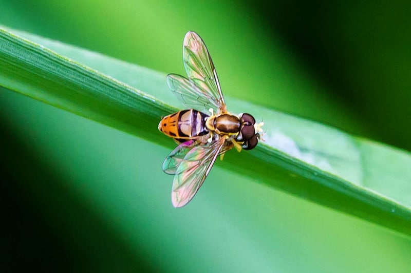 Margined calligrapher fly pair