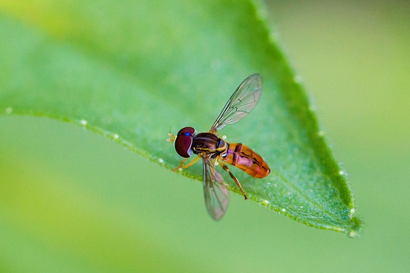 Thin-lined calligrapher fly