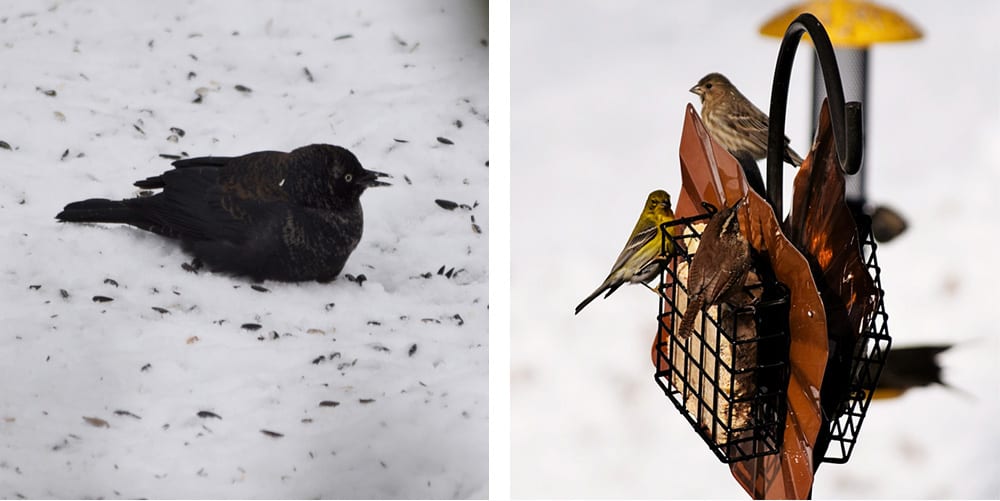 Rusty blackbird and pine warbler