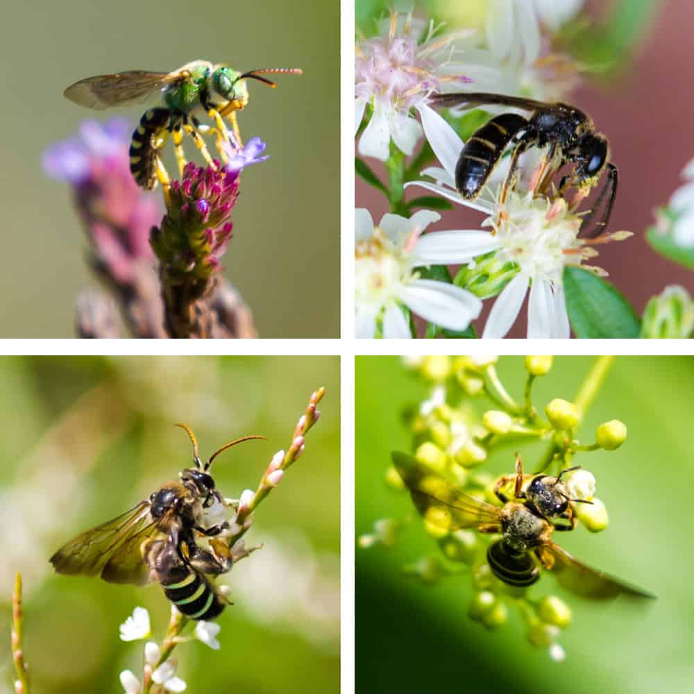 Beneficial Pollinators: Honey Bees and Bicolored Striped-Sweat Bee