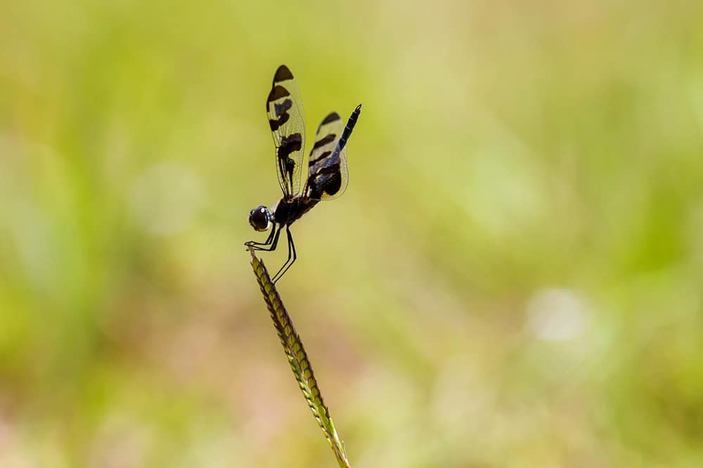 Banded pennant