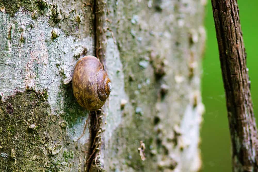 Eastern whitelip snail
