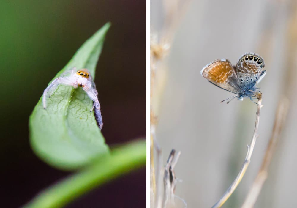 White-jawed jumping spider and Western pygmy-blue butterfly