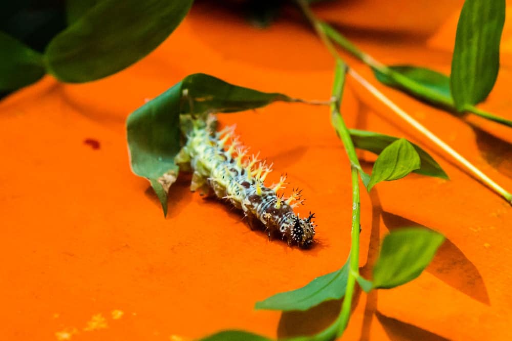 Eastern comma caterpillar