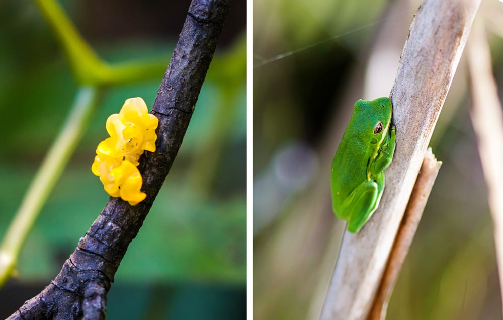 Jelly fungus and green treefrog