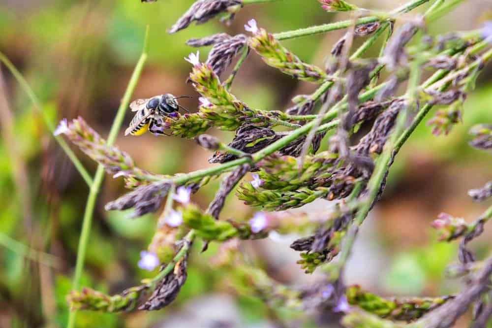 Leafcutter bee on vervain