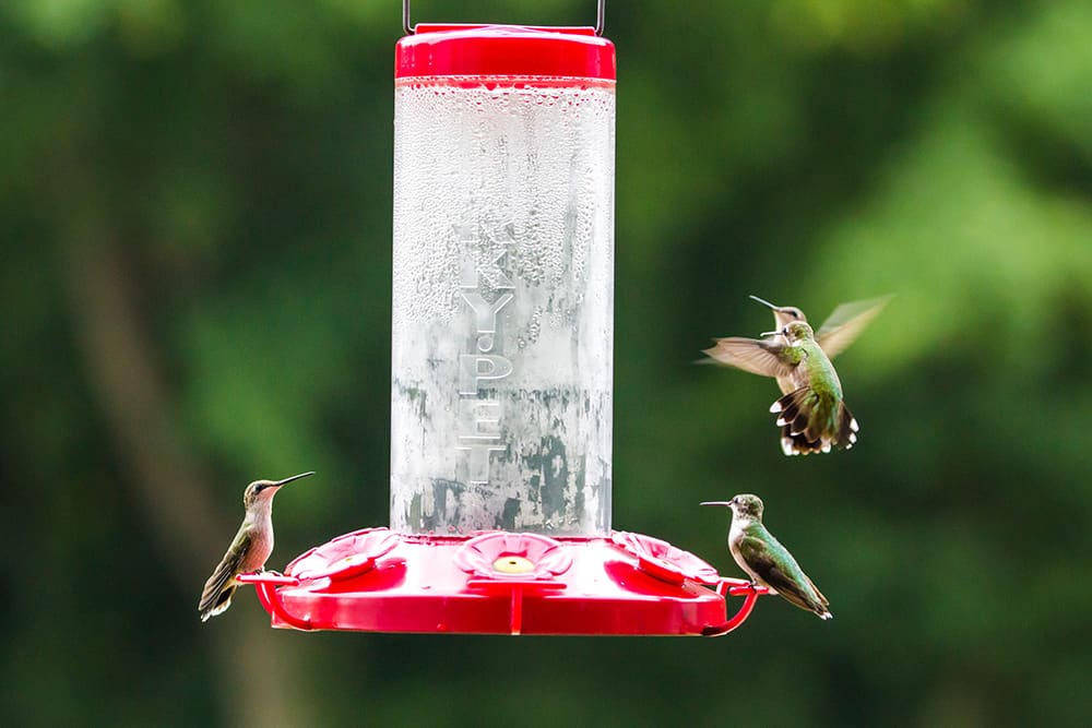 Ruby-throated hummingbirds at feeder