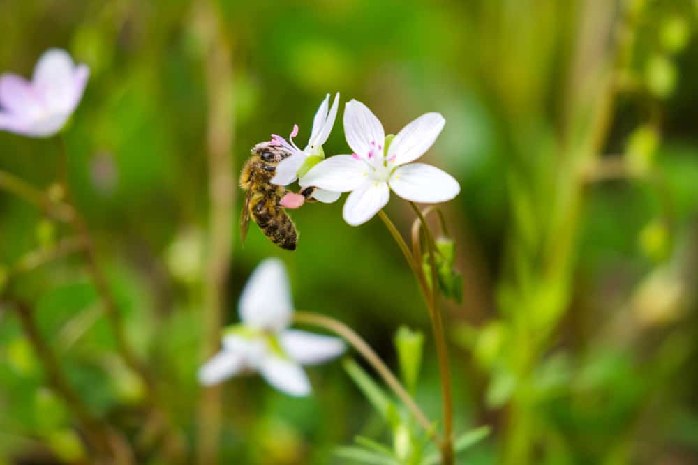 Spring beauty and Western honey bee
