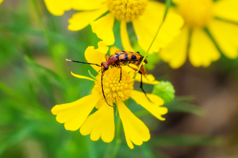 Senior Nature Journaling Meetup at Overton Park Conservancy | 2 Six Spotted Longhorn Flower Beetle