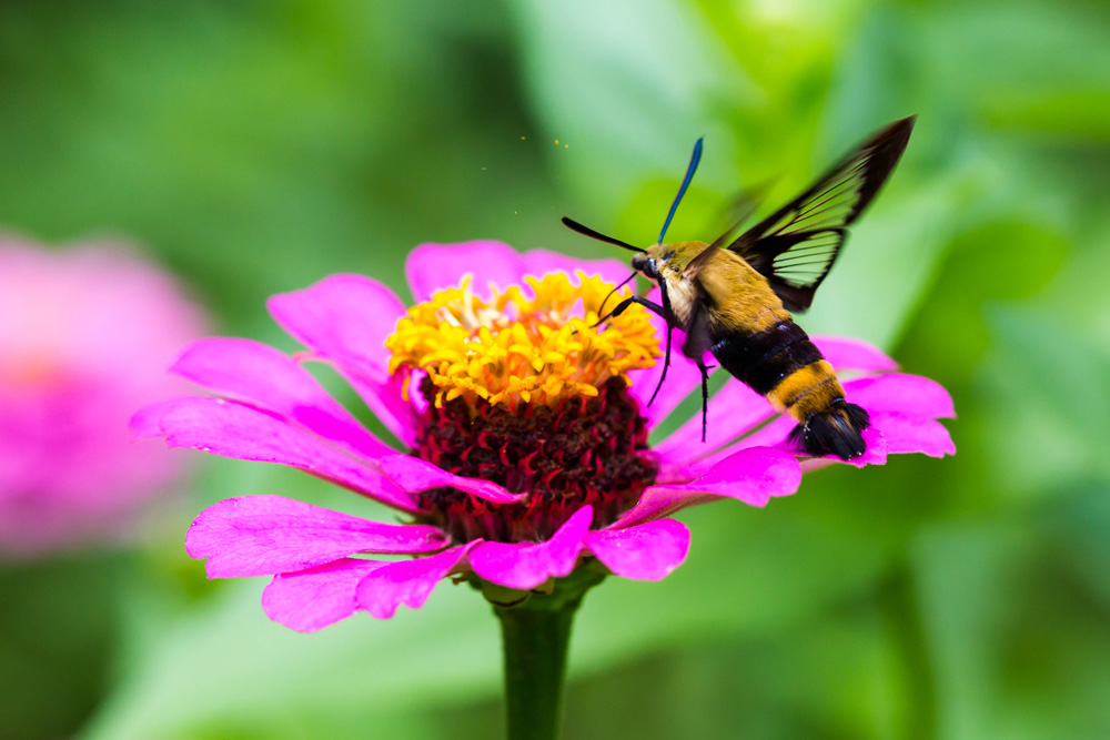 snowberry clearwing moth