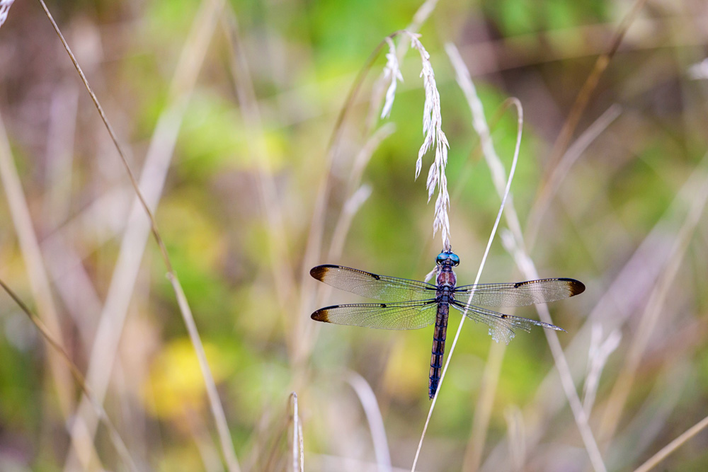 Great blue skimmer, Shelby Farms Park