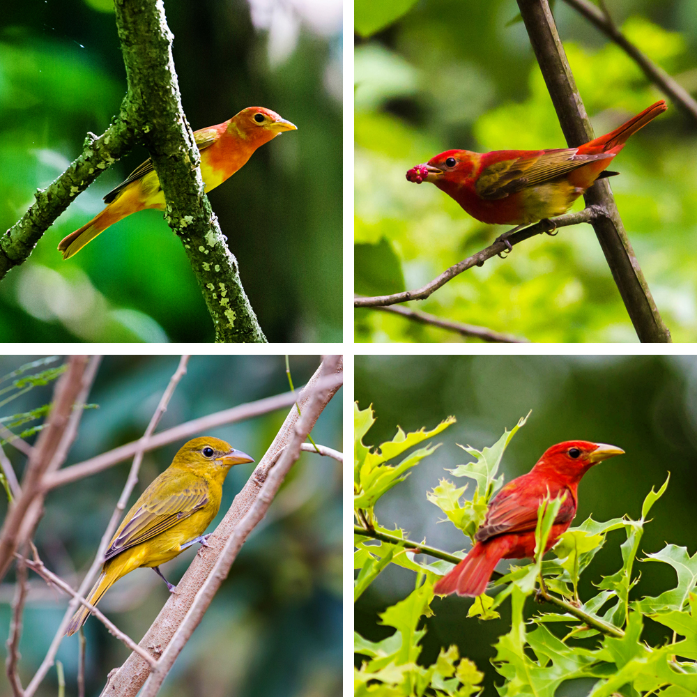 Summer tanagers